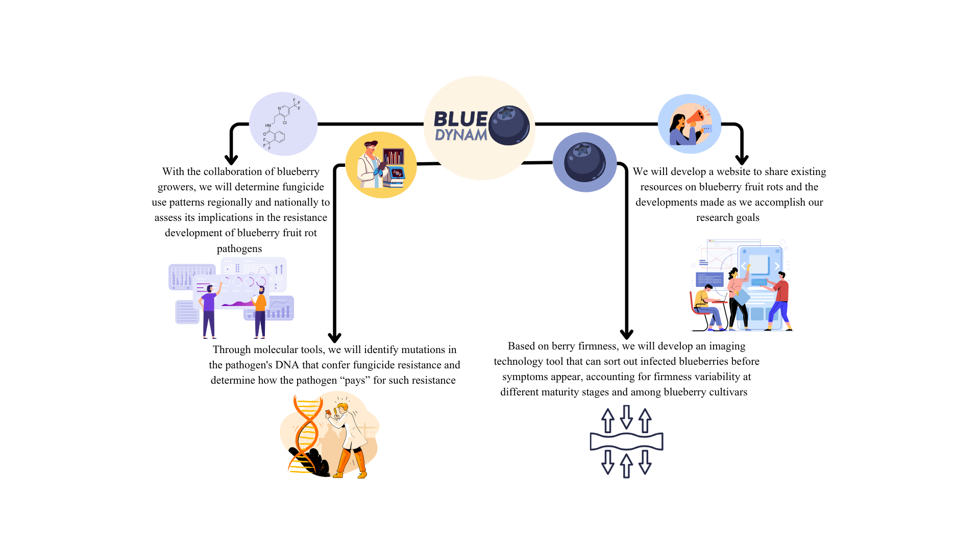 Flowchart illustrating the BLUEDYNAMO blueberry research program. The BLUEDYNAMO logo is centered at the top, with branching arrows connecting four project objectives. On the left, a fungicide chemical structure icon accompanies the goal of collaborating with blueberry growers to analyze regional and national fungicide use patterns and evaluate their role in the development of fungicide resistance in blueberry fruit rot pathogens. Below, a DNA illustration represents the use of molecular tools to identify resistance-conferring mutations in pathogen DNA and investigate the fitness costs associated with fungicide resistance. On the right, a website and communication icon highlights the development of an online resource to share information on blueberry fruit rots and project findings. Below, an imaging icon and firmness symbol represent the development of an imaging-based technology to detect infected blueberries before symptoms appear by accounting for fruit firmness differences across maturity stages and cultivars. Black arrows connect the central BLUEDYNAMO logo to each research objective, illustrating the project's integrated workflow.